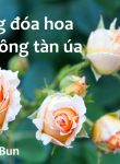 Những đóa hoa không tàn úa1
