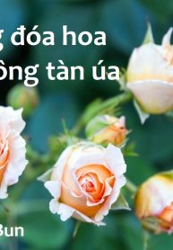 Những đóa hoa không tàn úa1