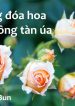 Những đóa hoa không tàn úa1